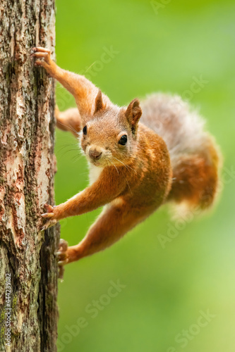 Eurasian red squirrel (Sciurus vulgaris), with beautiful green coloured background. An amazing endangered mammal with red hair in the forest. Wildlife scene from nature, Czech Republic