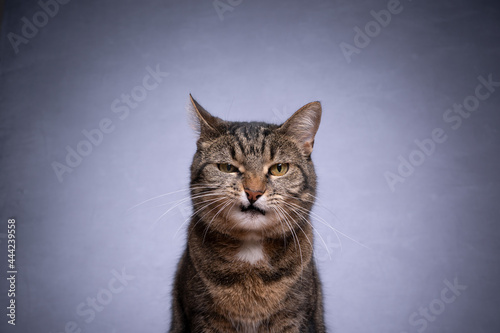 Photo portrait of a tabby shorthair cat looking at camera angry on gray background wit