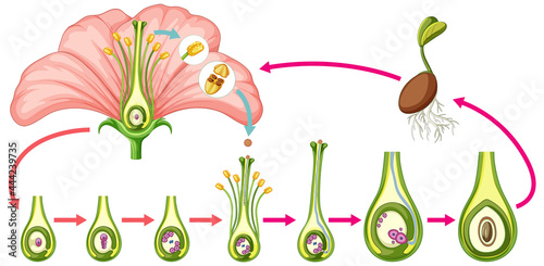 Diagram showing parts of flower