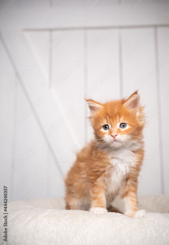 cute 8 week old ginger maine coon kitten portrait on white cushion on white wooden background with copy space