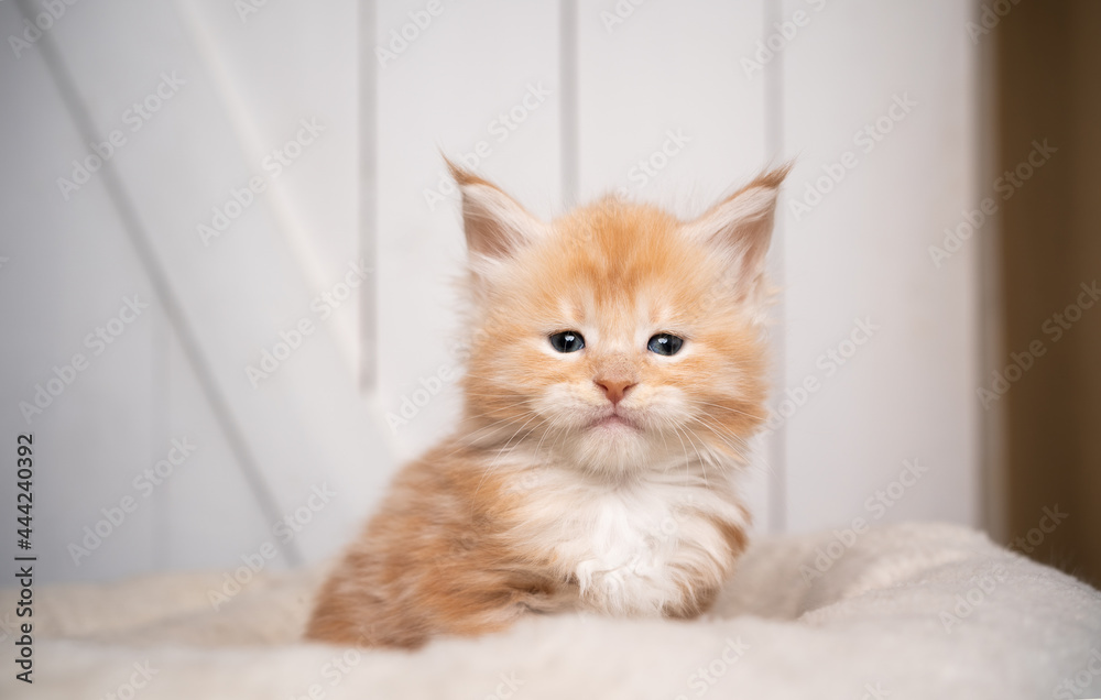 cute tiny ginger maine coon kitten portrait on white wooden background with copy space cute tiny ginger maine coon kitten portrait on white wooden background with copy space