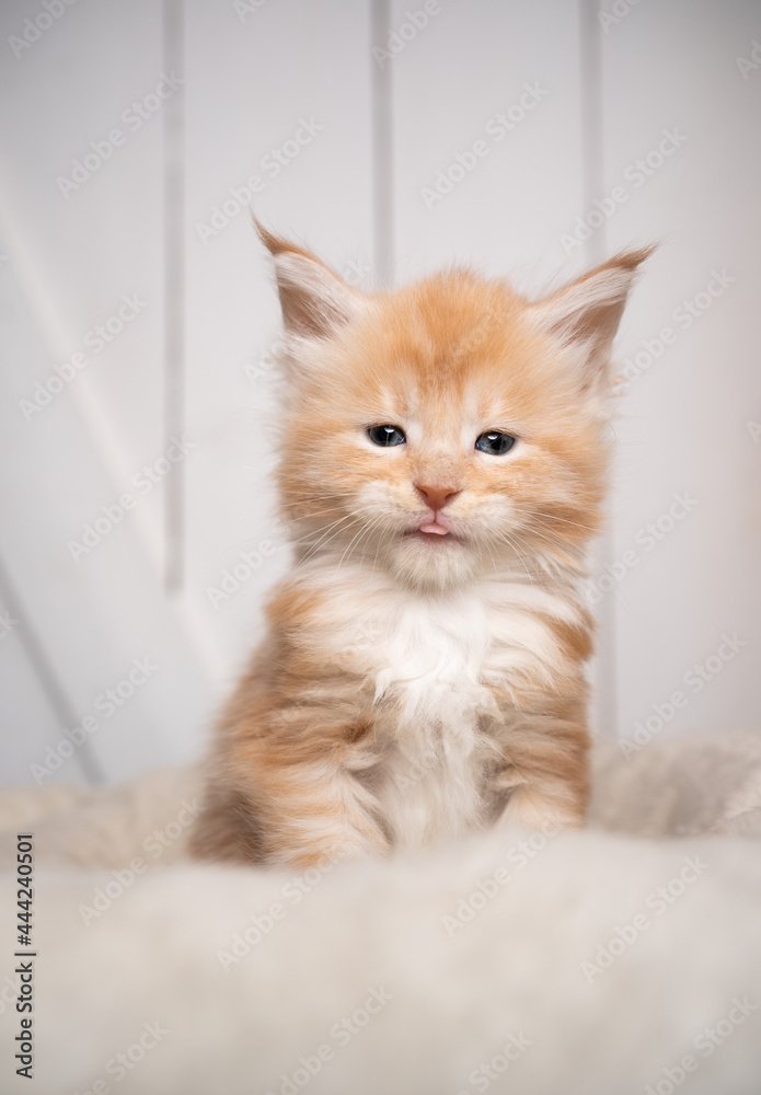 cute small ginger maine coon kitten portrait licking lips on white wooden background