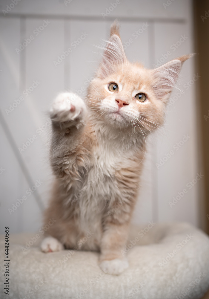 curious playful cream white maine coon kitten raising paw looking at camera