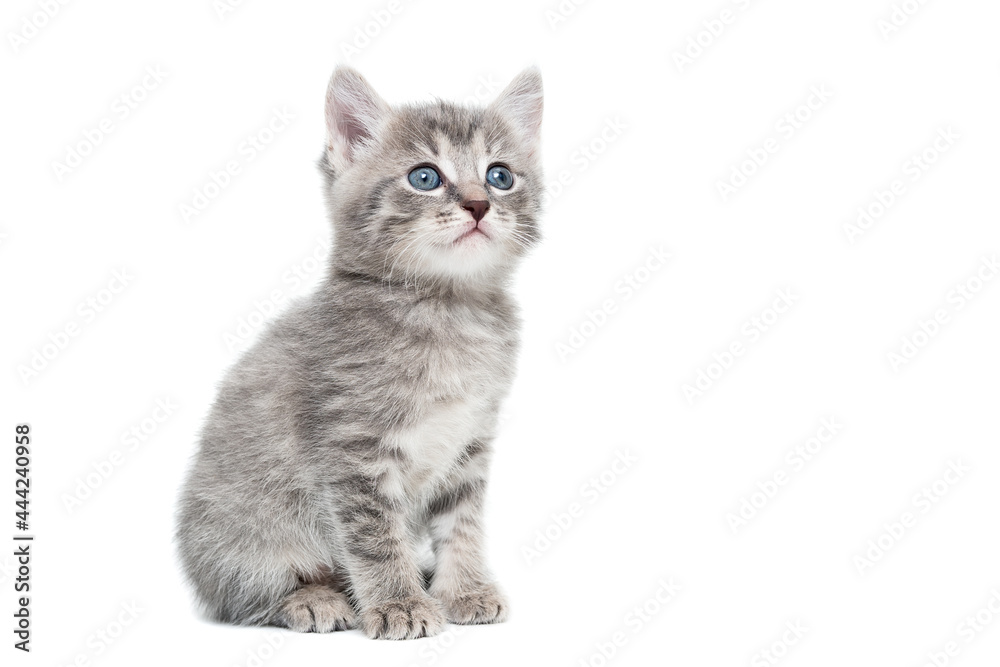 striped purebred kitten sits on a white background striped purebred kitten sits on a white background