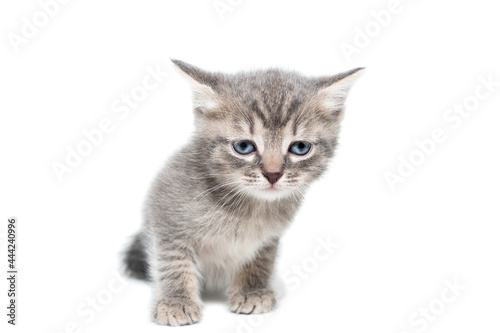 Gray kitten isolated on a white background.