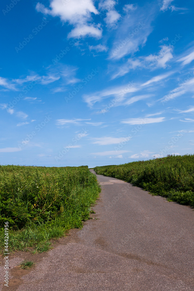 夏の青空と一本道　夏休み　空　晴れ　草原　草　野原　広い　北海道　景色　風景　イメージ　夏　　余白　文字スペース　コピースペース　