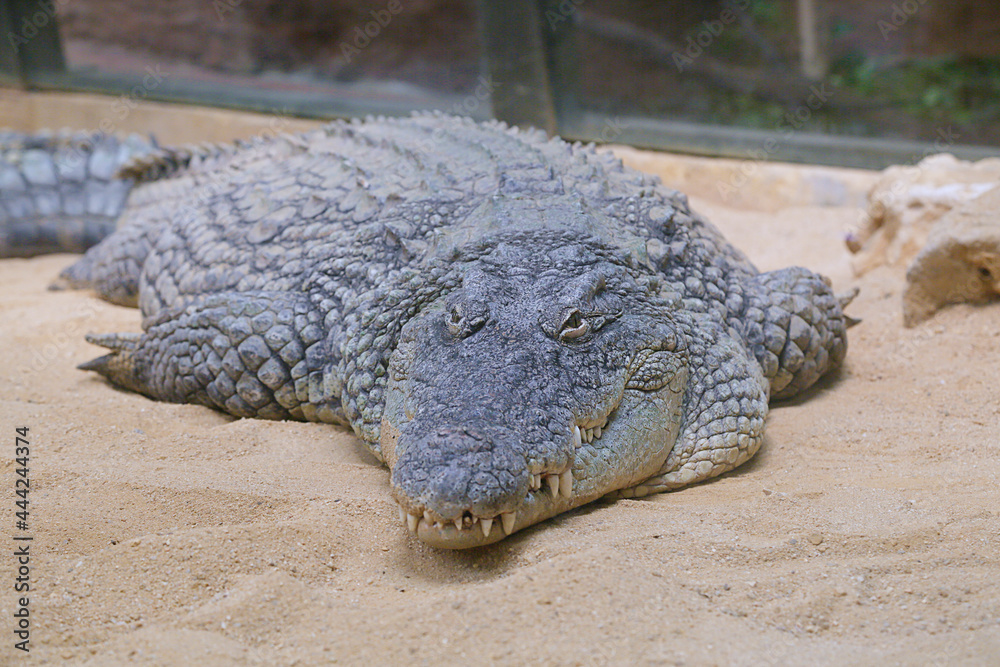 Close up of a captive nile crocodile (Crocodylus niloticus) Close up of a captive nile crocodile (Crocodylus niloticus)