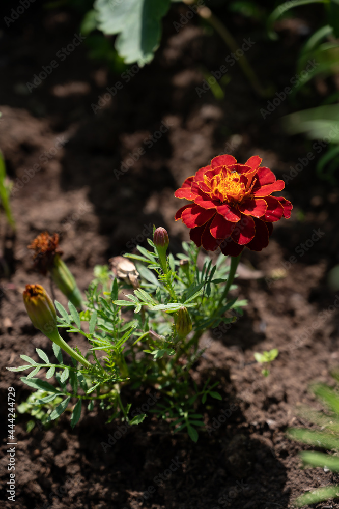 red flower in the ground in garden red flower in the ground in garden
