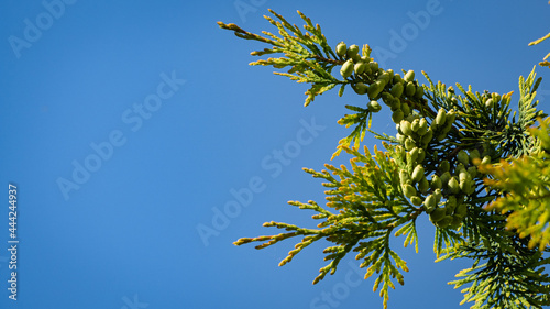 Branch with yellow-green leaves of western thuja (Thuja occidentalis Aurea) against blue summer sky. Selective focus. Close-up of texture of yellow-green leaves. Nature concept for design photo