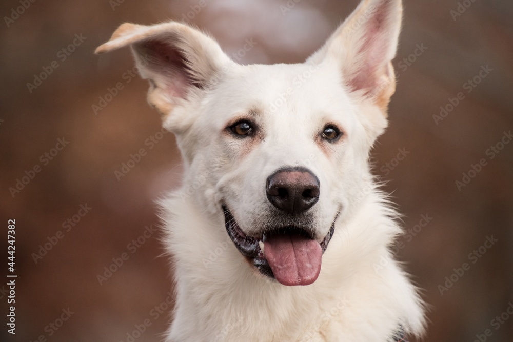 close up of a dog