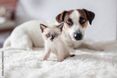 Dog and cat resting together