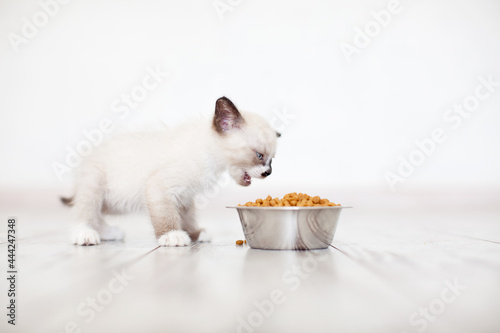 Kitten eating food from bowl