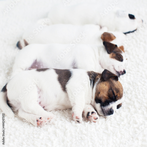 Fototapeta Naklejka Na Ścianę i Meble -  Newborn puppy sleeping