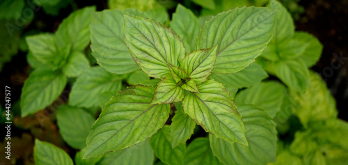 fresh basil with a purple tinge on the leaves.Top view                         