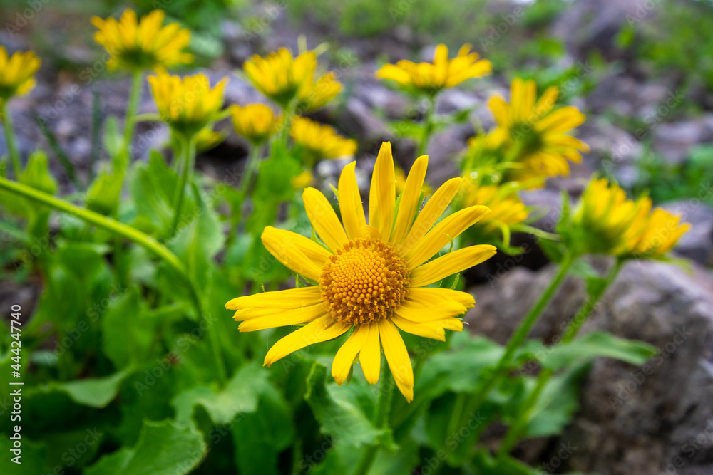 yellow dandelion flower yellow dandelion flower