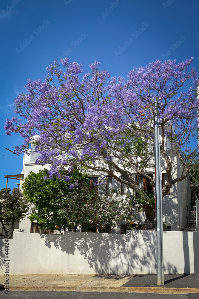 Jacaranda tree in full bloom.