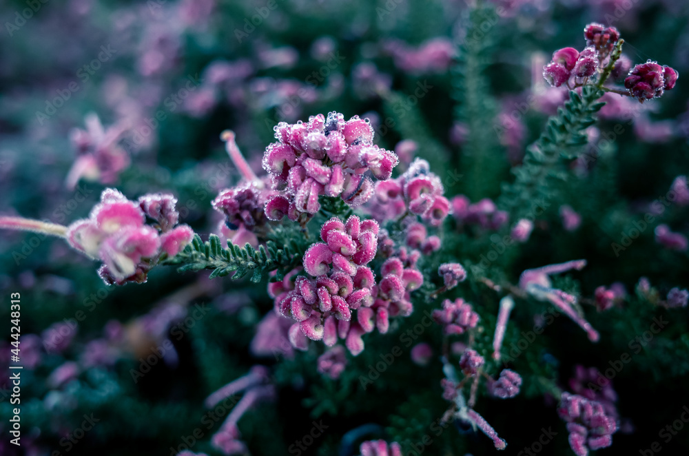 Obraz premium Grevillea flower