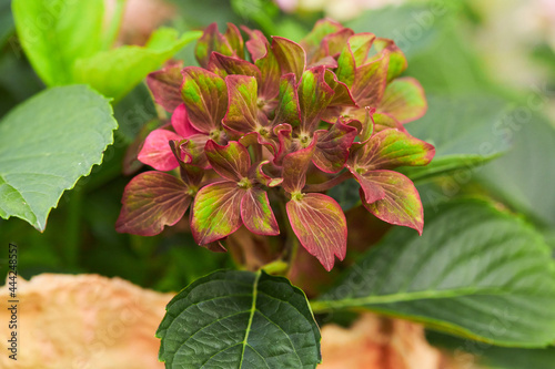  Hydrangea macrophylla 'Schloss Wackerbarth' with beautiful tricolor red, green and burgundy flowers. Blossoming flowers in summer garden.  photo