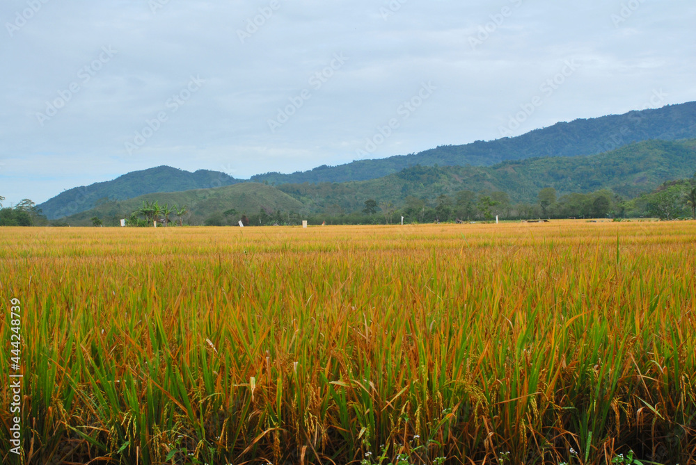 Panoramic view of a paddy field in Pagar Alam, Sumatra