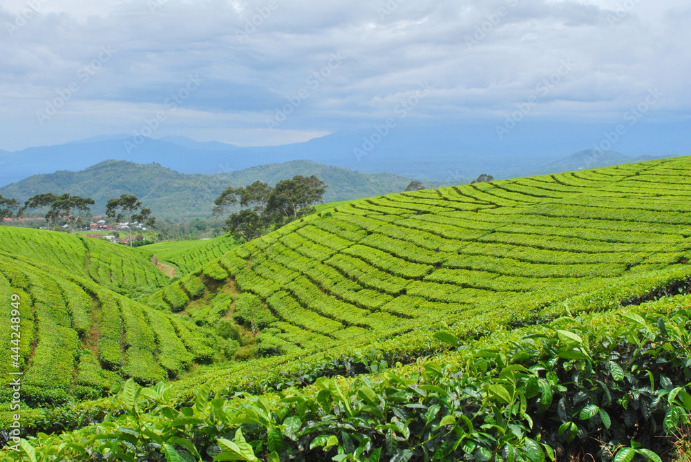 Traditional highland tea plantation in mountains. Popular place, travel destination in Java, Indonesia.