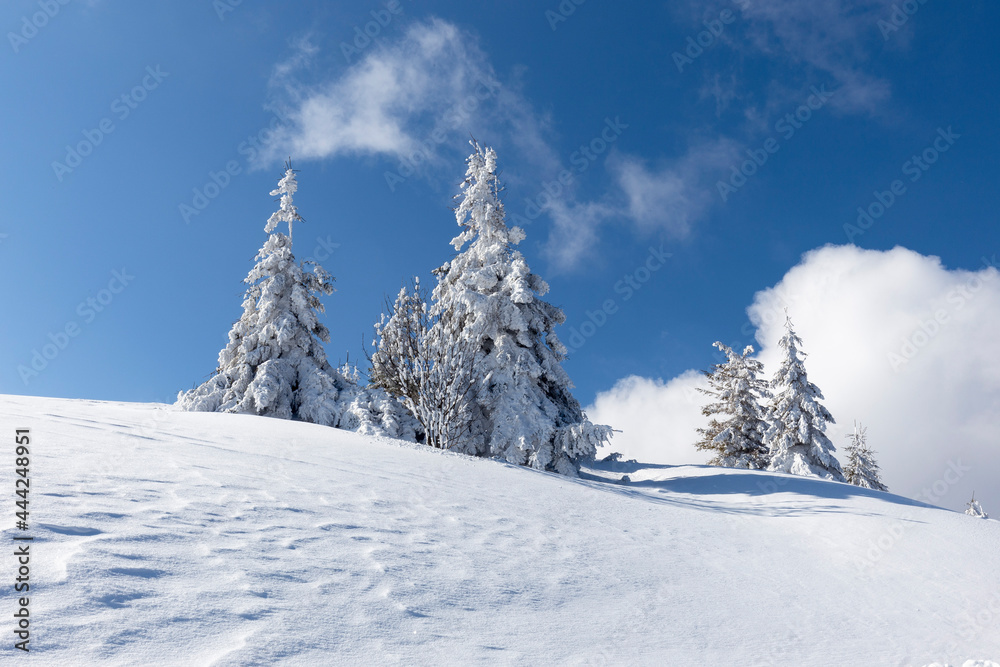 Winter Carpathian mountains on a frosty clear day with spruce trees covered with thick snow. Sunshine under the winter calm mountain landscape with beautiful fir trees on the slope. Tourism concept. Winter Carpathian mountains on a frosty clear day with spruce trees covered with thick snow. Sunshine under the winter calm mountain landscape with beautiful fir trees on the slope. Tourism concept.