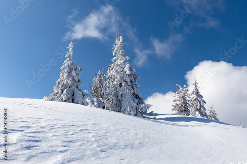 Winter Carpathian mountains on a frosty clear day with spruce trees covered with thick snow. Sunshine under the winter calm mountain landscape with beautiful fir trees on the slope. Tourism concept.