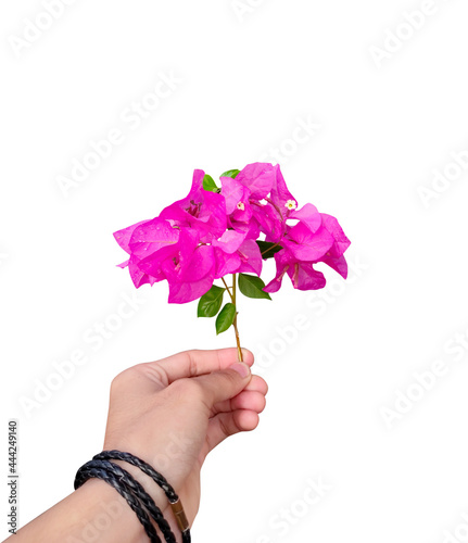 Tablou Canvas a pink purple bougainvillea flowers hold by human hand isolated on white background, realistic nature elements for beauty and cosmetic products, wedding invitation design elements