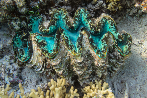cockle Giant Clam in the Red Sea Colorful and beautiful Sexy spotted squamosa clam