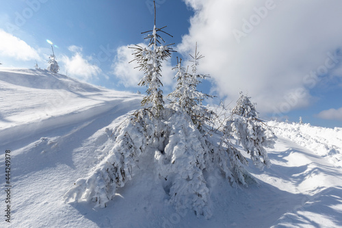 Winter Carpathian mountains on a frosty clear day with spruce trees covered with thick snow. Sunshine under the winter calm mountain landscape with beautiful fir trees on the slope. Tourism concept. © ihorhvozdetskiy