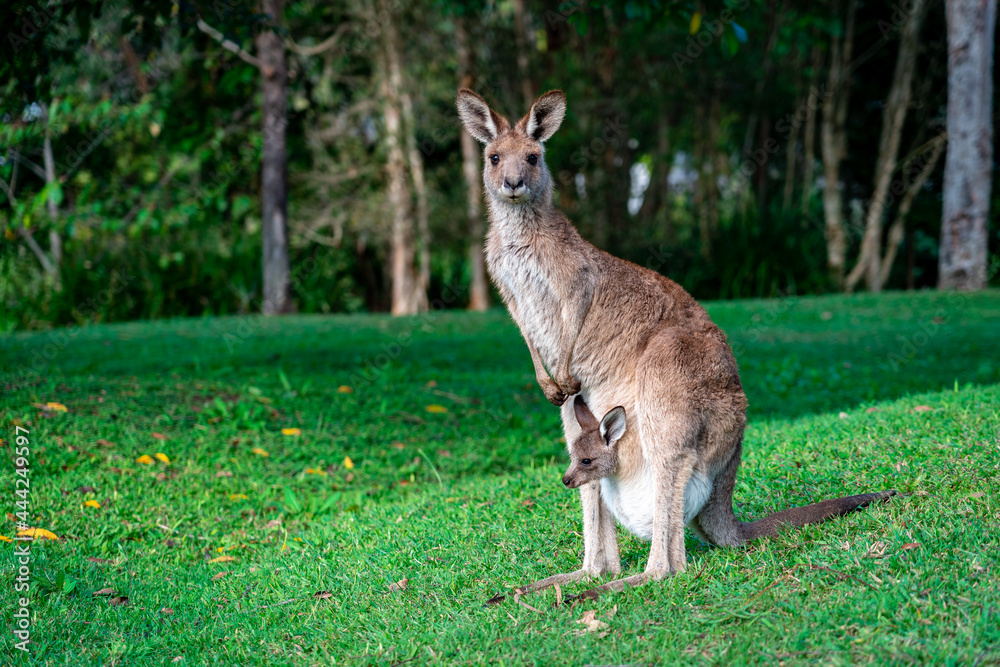 Kangaroo with the baby (joey) sticking it's head out of the pouch Kangaroo with the baby (joey) sticking it's head out of the pouch