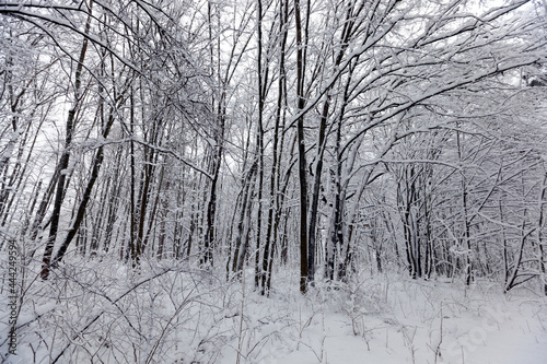 a large number of bare deciduous trees in the winter season