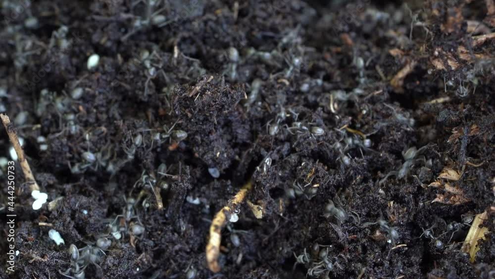 Lasius niger- Black Ants transport Eggs to Safety After Being Attacked, Macro Insect Lasius niger- Black Ants transport Eggs to Safety After Being Attacked, Macro Insect