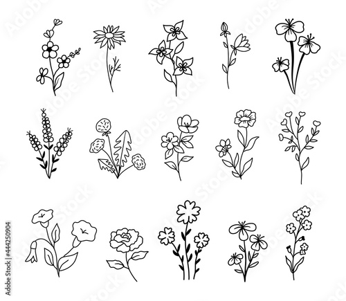 Wildflowers and flowers collection  drawing  line art  vector illustration. Set of Isolated plants in outline style