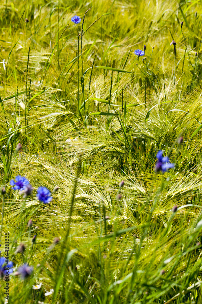 blue cornflowers growing in summer blue cornflowers growing in summer