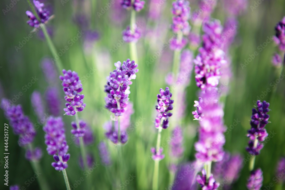 Selective focus Lavender flowers at sunset rays, Blooming Violet fragrant lavender flower summer landscape. Growing Lavender, harvest, perfume ingredient, aromatherapy. Lavender field lit by sunlight