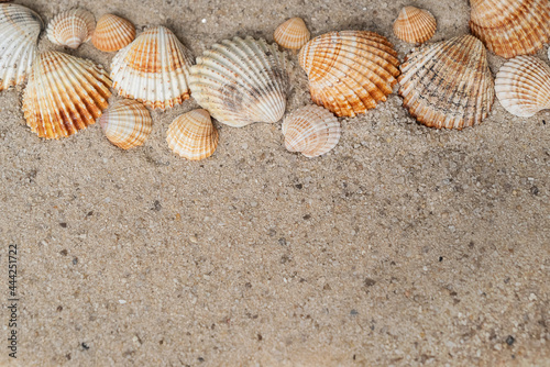 Ribbed sea shells of different sizes laying ina row on sandy surface
