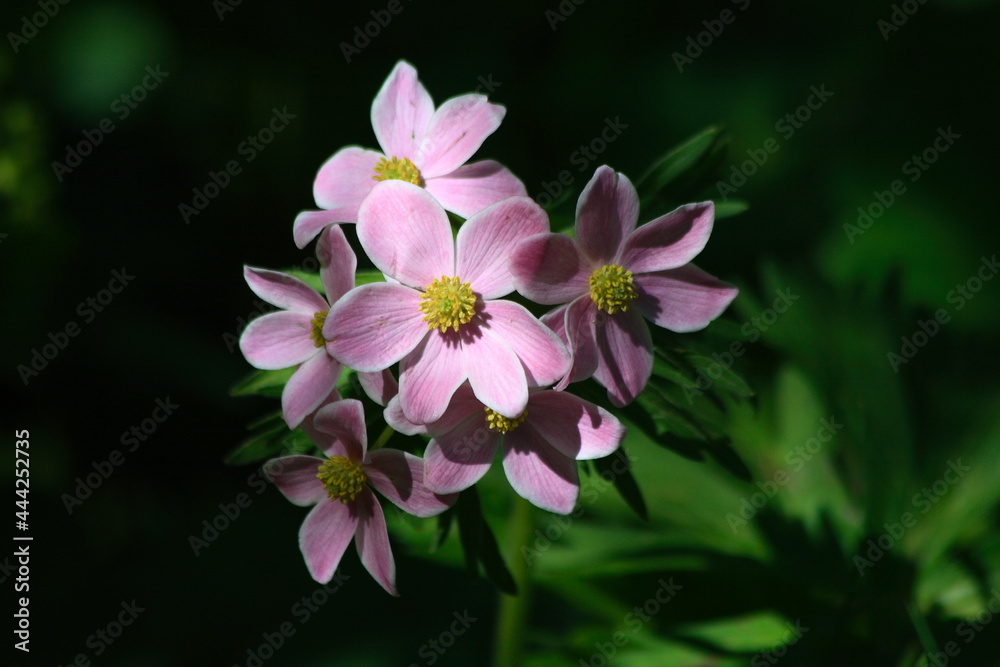 Caucasus, Ossetia. Tsata gorge. Spring mountain flowers. Caucasus, Ossetia. Tsata gorge. Spring mountain flowers.
