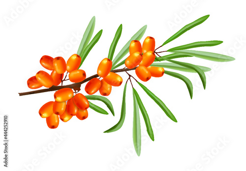 Buckthorn branch vector realistic isolated plant growings