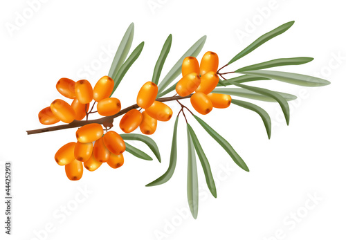 Buckthorn branch vector realistic isolated plant growings