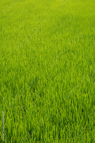 Green rice field as background