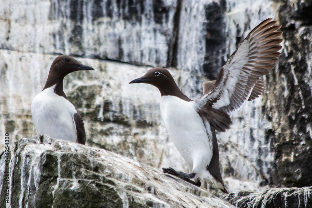Fototapeta premium Guillimots on a rock in the Farne Isles