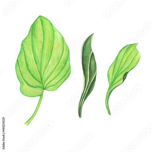 Three Plantain leaves isolated on white background. Watercolor hand drawing illustration. Perfect for medical or herbal card, garden design.