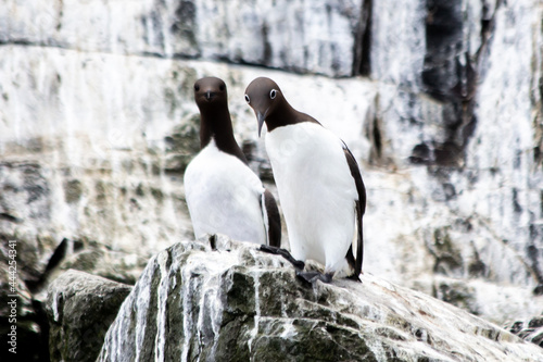 Guillimots on a rock in the Farne Isles