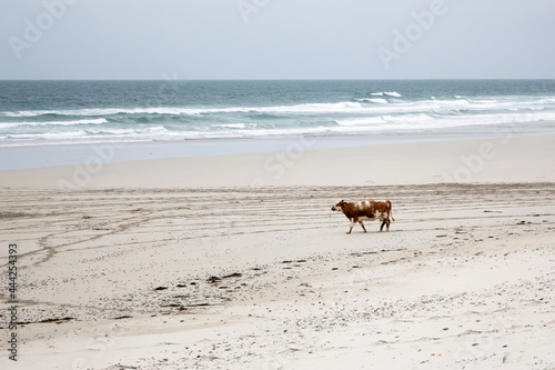 A cow on the beach on the Isle of Barra