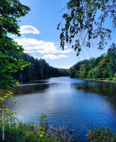 lake in the forest