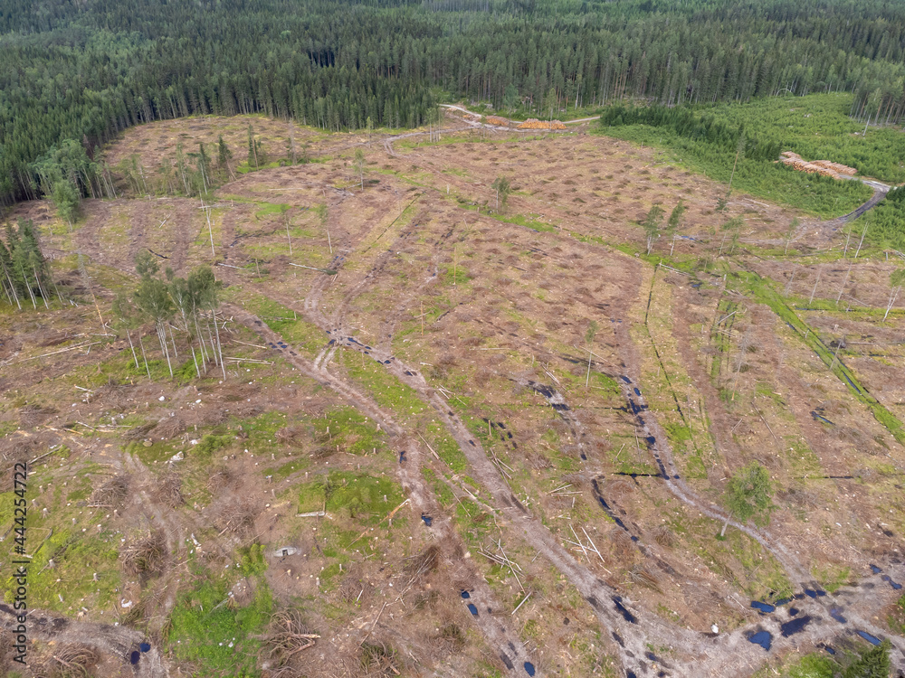 Deforestation, newly cut down forest, clear felled area in Sweden. Drone aerial photography taken from above.  Fir forest in background.