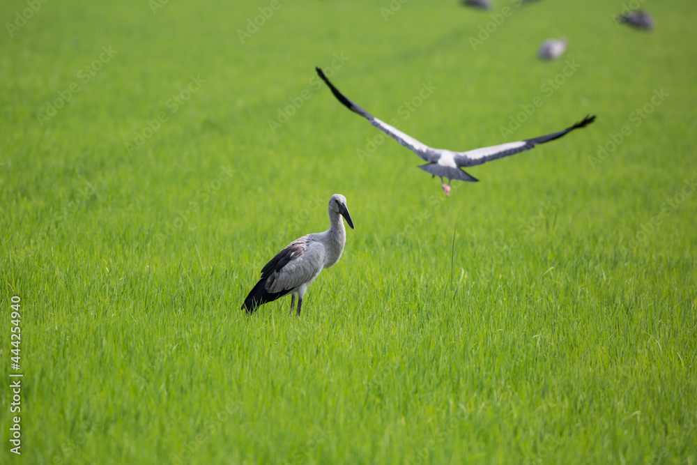 Fototapeta premium Birds and fields
