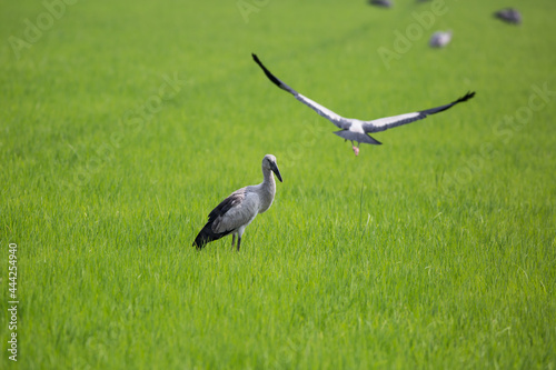 Birds and fields © chitsanupong