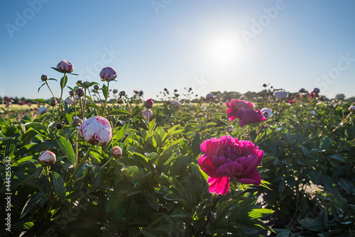 Fototapeta Naklejka Na Ścianę i Meble -  back lighted paeony flowers, field for self cutting