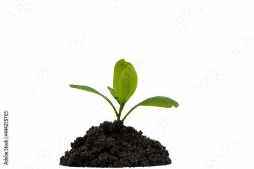 Growth, close up of small plant growing up from soil isolated on white background.